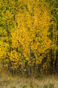 Fall Color Report - Lassen and HWY 299